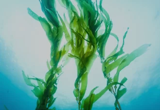 Algie Seaweed