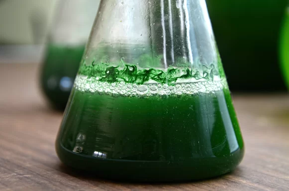 Micro Algae