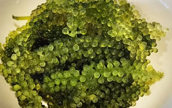 Micro Algae